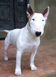 Pin By Kurt Noble On Winston Bull Terrier Mini Bull Terriers Miniature Bull Terrier