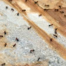 The substance poisons the ants inside out as well as. Trugreen Pest Control Review 2021 This Old House