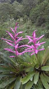 Cao De Pequeno Porte De Origem Mexicana Pin De Maria Letra Em Bromelias Orquideas Plantas Ornamentais Plantas
