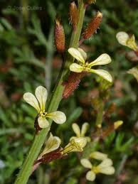 Image result for Carrichtera annua