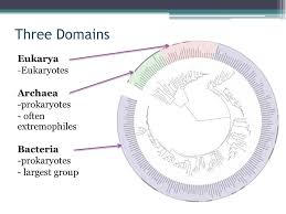 Microbiology And Cell Biology Ppt Download