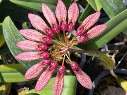 Image result for Bulbophyllum burttii