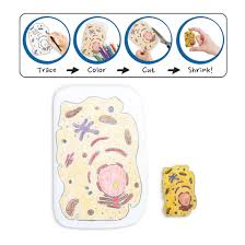 Check spelling or type a new query. Shrinkles Plant And Animal Cells Kit Physiology Kits Models Physiology Science Education Supplies Nasco