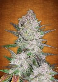 The heady hybrid known for packing both a creative punch and . Cream Cookies Auto 5pack Feminisierter Fast Bud Seeds Hanfsamen Kaufen