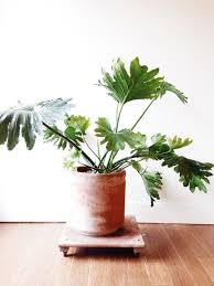 Philodendron Selloum In Terracotta Pot Local Pickup By Ethanollie Plants Philodendron Fake Plants Decor