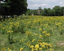 Image result for Tannodia swynnertonii