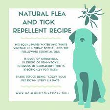 Natural Remedies For Healthy Pets Medication For Dogs Healthy Pets Flea Repellent