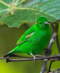 Birds Of A Feather 2 Pin By Valerie Soloway On Birds Of A Feather Beautiful Birds Bird Species Birds Painting