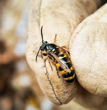 Wasps are a very common pest in the manawatu region, nests start appearing from spring, but are small and the wasps are less aggressive and so they are often overlooked. Mice Paper Wasp Control Nz
