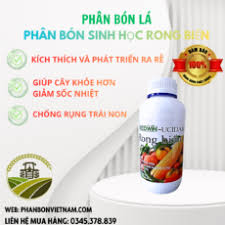 Gibline 10SP