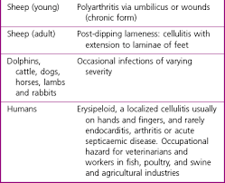 Image result for Erysipeloid