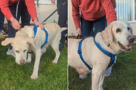 Family Reunites with Stolen Labrador Over 7 Years After Dog's Capture