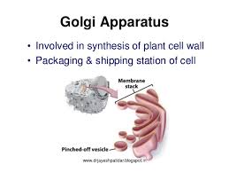 It is referred to as the manufacturing and the shipping center of the cell. Human Cell It S Function