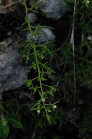 Image result for Thesium vahrmeijeri