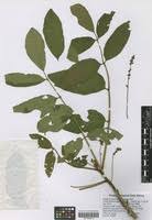 Image result for Brucea antidysenterica