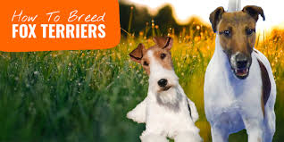 It is very active indoors and will do. How To Breed Fox Terriers Background Health Breeding Faq