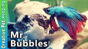 The dragon scale betta fish has a strong full bodied color with body scales resembling those of a lizard or a dragon. Mr Bubbles The Male Dragonscale Betta My Betta Fishroom Youtube