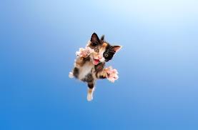 All free to a permanent. Kittens Pouncing Adorable Photo Gallery Time