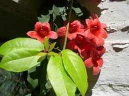 Image result for Bignonia capreolata