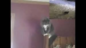Some Guy Yells At Cats I Am Going To Rape You Know Your Meme