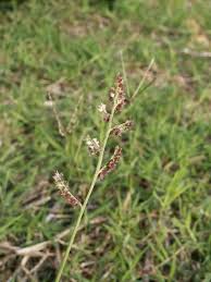 Image result for Echinochloa pyramidalis