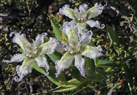 Image result for Ferraria