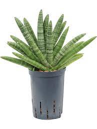Sansevieria Cylindrica Boncel Tuff 15 19 Hydrokultur Kaufen Nieuwkoop Europe