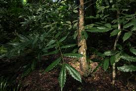 Image result for Zanha golungensis