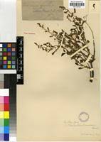 Image result for Aeollanthus rehmannii