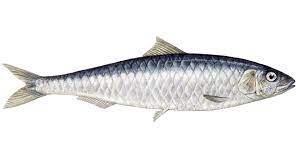 Do they have noticeable organs that you feel when if they're the big ones you can notice the crunchy spine. What Is Sardine Sustainable Fish Marine Stewardship Council