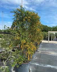 Image result for Brya