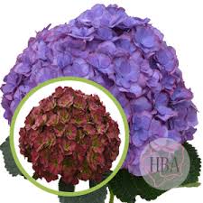Hydrangea cut flowers for sale. Hydrangea Breeders Association