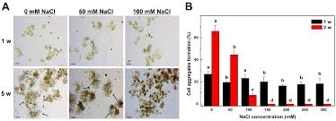 Maybe you would like to learn more about one of these? Plants Free Full Text Development Of A Rapid Selection System For Salt Resistant Mutants Of Nicotiana Benthamiana Through Protoplast Culture After Gamma Irradiation Html