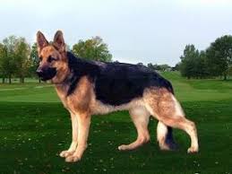 Find the perfect puppy for you and your family. German Shepherd Puppies In California