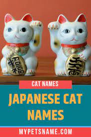 Japanese Cat Names Cat Names Japanese Cat Rare Cats