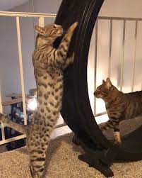Get Motivated 6 Funny Cats Getting In Shape On Exercise Wheels Videos Cattime Cat Exercise Cat Exercise Wheel Funny Animal Videos