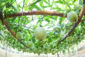 Avocados tree rainforest herbs fruit tree vector fruits stylized flower leaf fruit flower fruits and flower jungle engraved tropical exotic hawaii pattern. Lots Of Raw And Fresh Passion Fruit On The Tree Passion Fruit Stock Photo Picture And Royalty Free Image Image 85542599