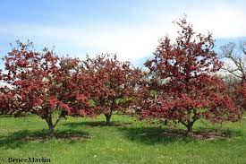 Planting month for zone 8: Profusion Crabapple Malus Profusion North American Insects Spiders