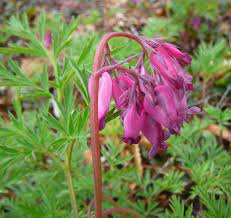 Dicentra Digitalis Luxuriant Fernleaf Bleeding Heart Bleeding Heart Perennials Plants
