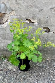 Image result for Alchemilla microbetula