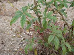 Image result for Cleome houtteana