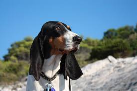 Image result for bernský honič