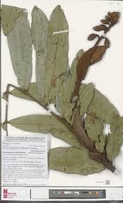 Image result for Gilbertiodendron