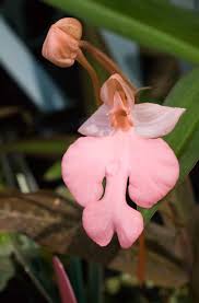 Image result for Habenaria galpinii
