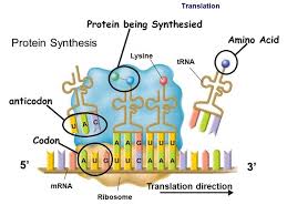 Why dna and protein could not be produced by random chance. Pin On Dna Transcript Translation Gene Express Protein Sy
