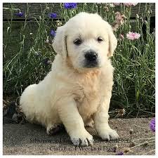 Excellent therapy and show puppies. Silversword English Golden Retrievers Silversword Akc Registered English Golden Retrievers