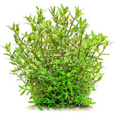 Image result for Hionanthera