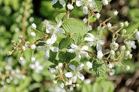 Image result for Vernonia amblyolepis