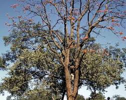 Image result for Erythrina livingstoniana