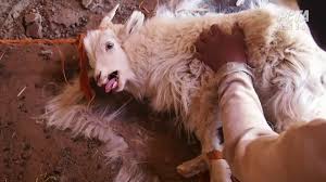 How would it feel to be born in a slaughter, i thought of the white baby goat being lifted out of the carnage; Cashmere Industry Exposed Terrified Goats Scream In Pain Action Centre Peta Australia